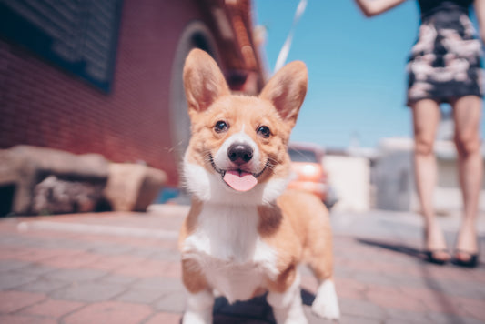 Corgi