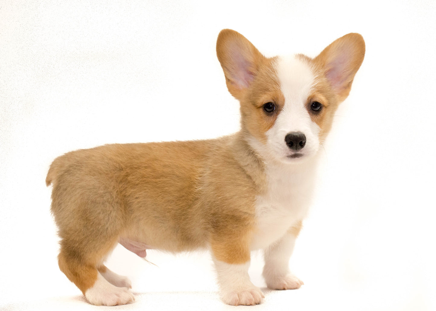 Corgi