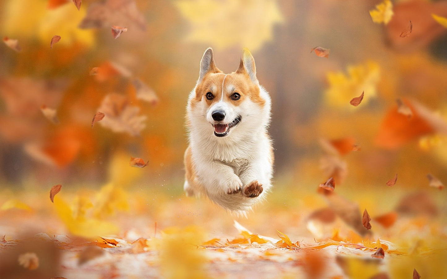 Corgi